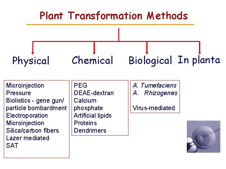 Plant Transformation Methods Physical Microinjection Pressure Biolistics - gene gun/ particle bombardment Electroporation Microinjection Plant Transformation Methods Physical Microinjection Pressure Biolistics - gene gun/ particle bombardment Electroporation Microinjection