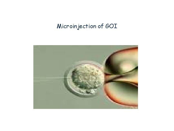 Microinjection of GOI Microinjection of GOI