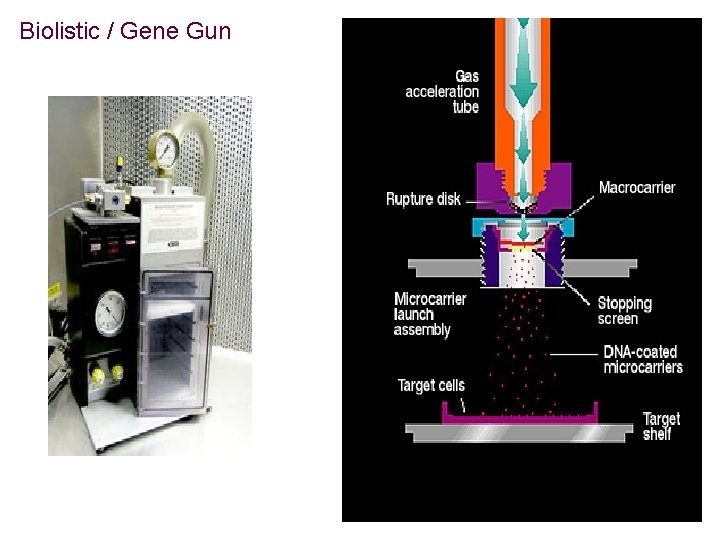 Biolistic / Gene Gun Biolistic / Gene Gun