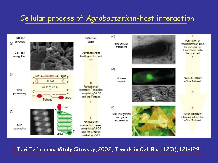 Cellular process of Agrobacterium–host interaction Tzvi Tzfira and Vitaly Citovsky, 2002, Trends in Cell Cellular process of Agrobacterium–host interaction Tzvi Tzfira and Vitaly Citovsky, 2002, Trends in Cell