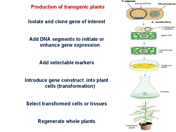 Production of transgenic plants Isolate and clone gene of interest Add DNA segments to Production of transgenic plants Isolate and clone gene of interest Add DNA segments to