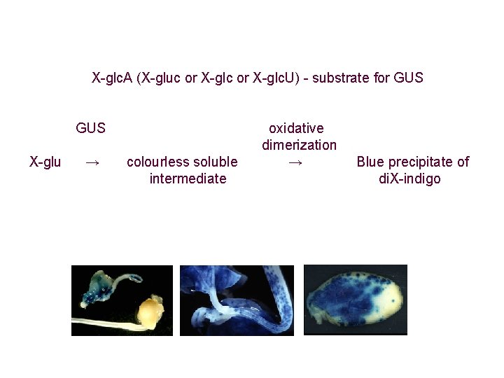 X-glc. A (X-gluc or X-glc. U) - substrate for GUS oxidative dimerization X-glu X-glc. A (X-gluc or X-glc. U) - substrate for GUS oxidative dimerization X-glu