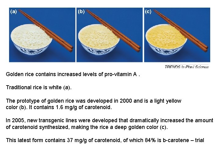 Golden rice contains increased levels of pro-vitamin A. Traditional rice is white (a). The Golden rice contains increased levels of pro-vitamin A. Traditional rice is white (a). The