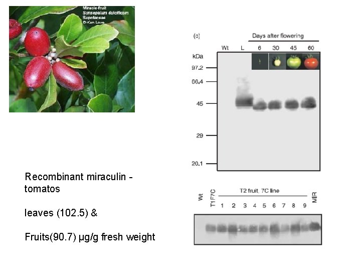 Recombinant miraculin - tomatos leaves (102. 5) & Fruits(90. 7) μg/g fresh weight Recombinant miraculin - tomatos leaves (102. 5) & Fruits(90. 7) μg/g fresh weight