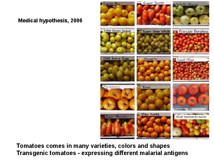 Medical hypothesis, 2006 Tomatoes comes in many varieties, colors and shapes Transgenic tomatoes - Medical hypothesis, 2006 Tomatoes comes in many varieties, colors and shapes Transgenic tomatoes -