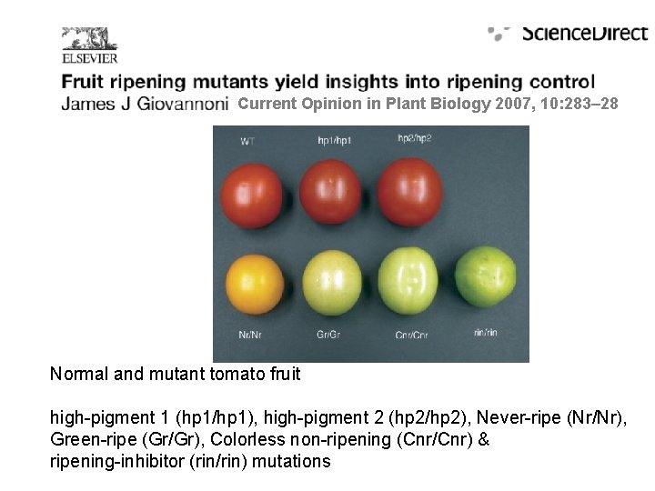 Current Opinion in Plant Biology 2007, 10: 283– 28 Normal and mutant tomato fruit Current Opinion in Plant Biology 2007, 10: 283– 28 Normal and mutant tomato fruit