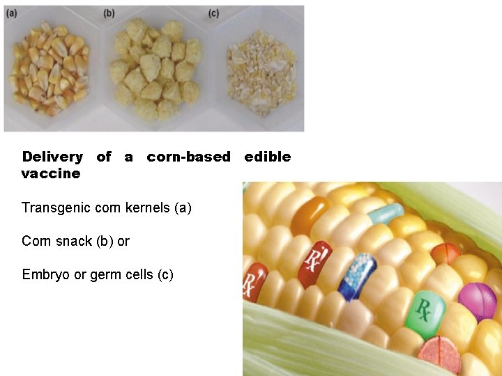 Delivery of a corn-based edible vaccine Transgenic corn kernels (a) Corn snack (b) or Delivery of a corn-based edible vaccine Transgenic corn kernels (a) Corn snack (b) or