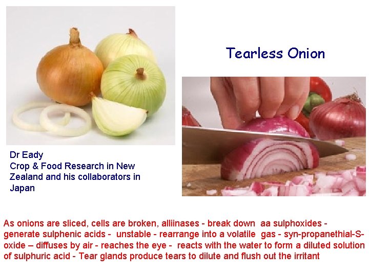 Tearless Onion Dr Eady Crop & Food Research in New Zealand his collaborators in Tearless Onion Dr Eady Crop & Food Research in New Zealand his collaborators in