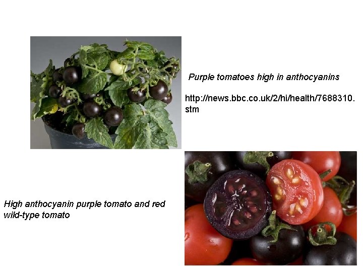 Purple tomatoes high in anthocyanins http: //news. bbc. co. uk/2/hi/health/7688310. stm High anthocyanin purple Purple tomatoes high in anthocyanins http: //news. bbc. co. uk/2/hi/health/7688310. stm High anthocyanin purple