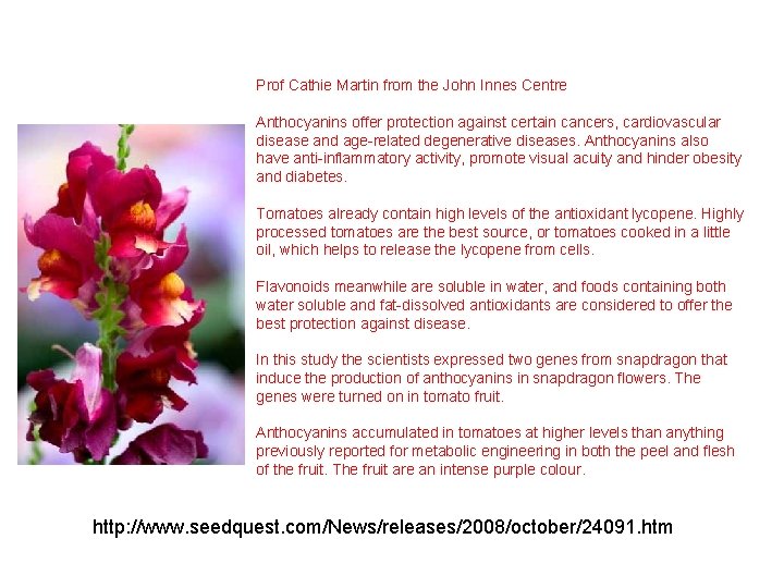 Prof Cathie Martin from the John Innes Centre Anthocyanins offer protection against certain cancers, Prof Cathie Martin from the John Innes Centre Anthocyanins offer protection against certain cancers,