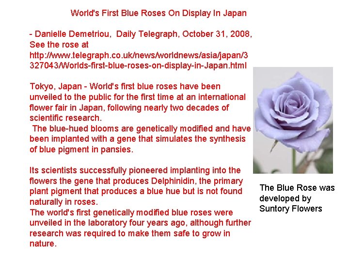 World's First Blue Roses On Display In Japan - Danielle Demetriou, Daily Telegraph, World's First Blue Roses On Display In Japan - Danielle Demetriou, Daily Telegraph,