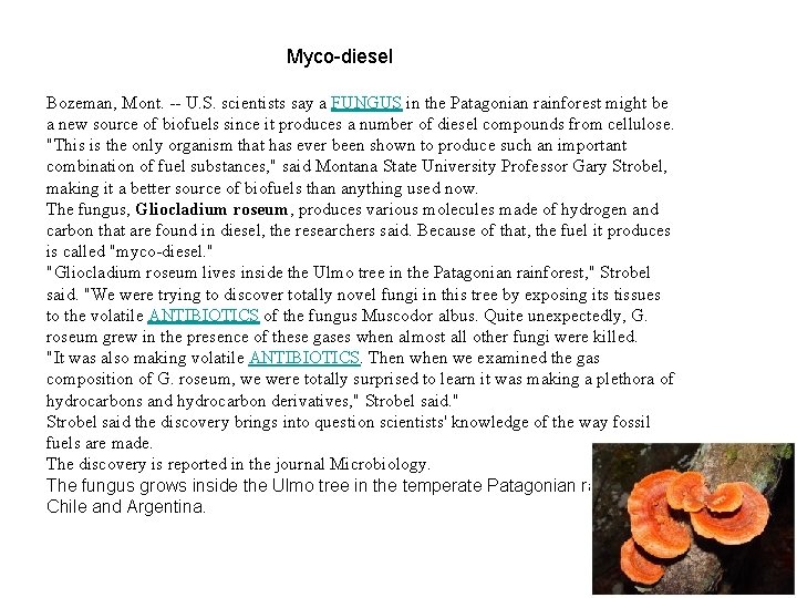 Myco-diesel Bozeman, Mont. -- U. S. scientists say a FUNGUS in the Patagonian rainforest Myco-diesel Bozeman, Mont. -- U. S. scientists say a FUNGUS in the Patagonian rainforest
