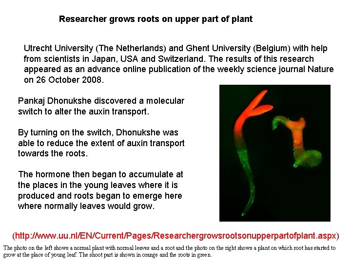 Researcher grows roots on upper part of plant Utrecht University (The Netherlands) and Ghent Researcher grows roots on upper part of plant Utrecht University (The Netherlands) and Ghent