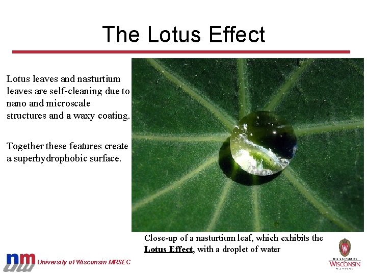 The Lotus Effect Lotus leaves and nasturtium leaves are self-cleaning due to nano and