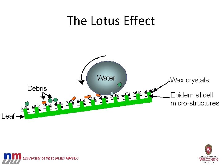 The Lotus Effect University of Wisconsin MRSEC 