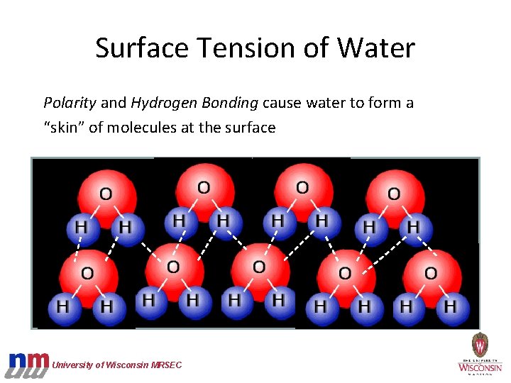 Surface Tension of Water Polarity and Hydrogen Bonding cause water to form a “skin”