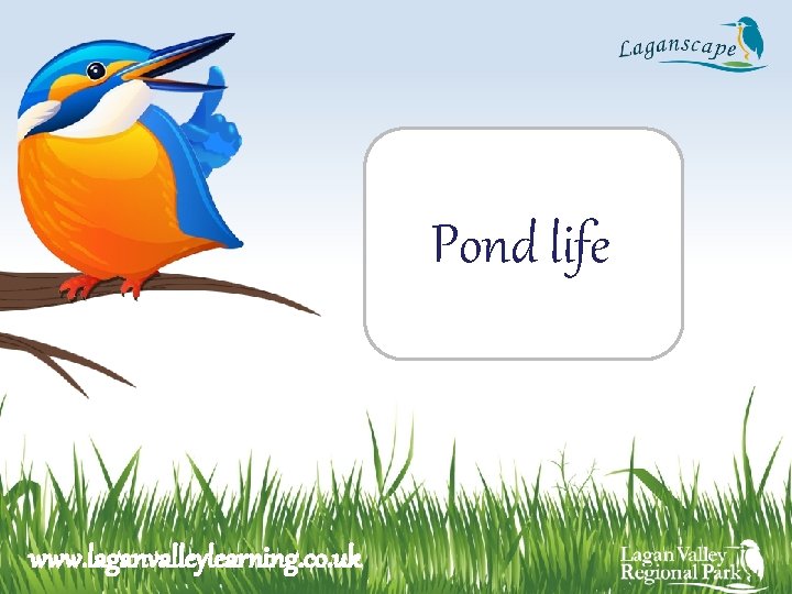 Pond life www. laganvalleylearning. co. uk 