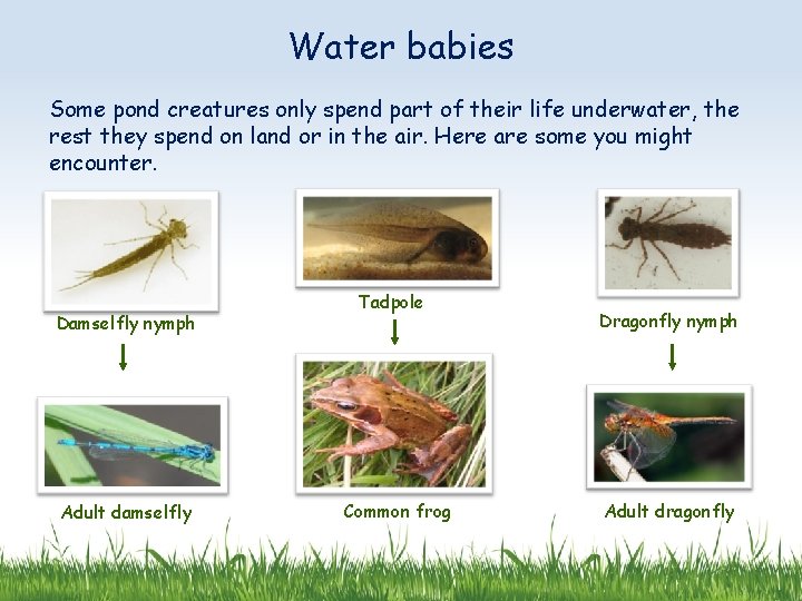 Water babies Some pond creatures only spend part of their life underwater, the rest