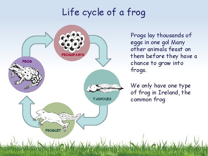 Life cycle of a frog Frogs lay thousands of eggs in one go! Many