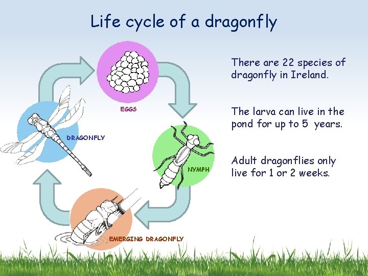 Life cycle of a dragonfly There are 22 species of dragonfly in Ireland. The