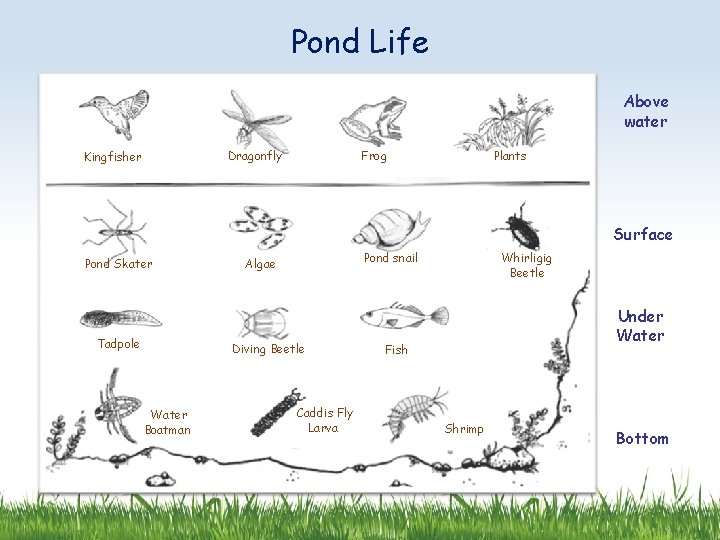 Pond Life Above water Dragonfly Kingfisher Frog Plants Surface Pond Skater Tadpole Pond snail