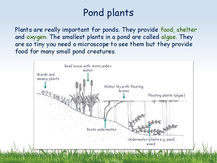 Pond plants Plants are really important for ponds. They provide food, shelter and oxygen.