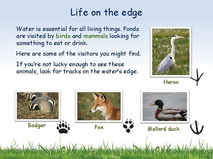 Life on the edge Water is essential for all living things. Ponds are visited