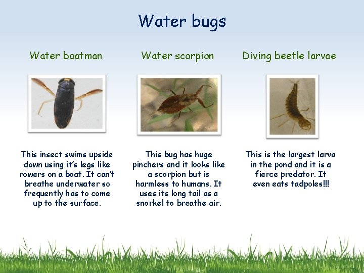 Water bugs Water boatman Water scorpion Diving beetle larvae This insect swims upside down