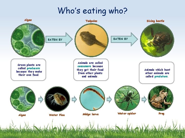 Who’s eating who? Algae Tadpoles EATEN BY Animals are called consumers because they get