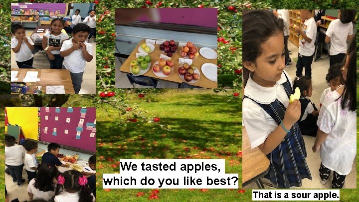 We tasted apples, which do you like best? That is a sour apple. 