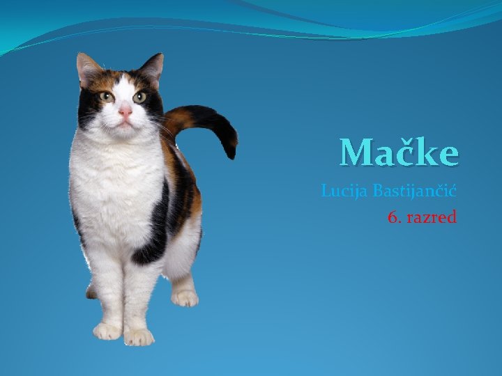 Mačke Lucija Bastijančić 6. razred 