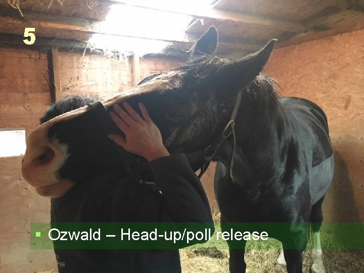 5 § Ozwald – Head-up/poll release 