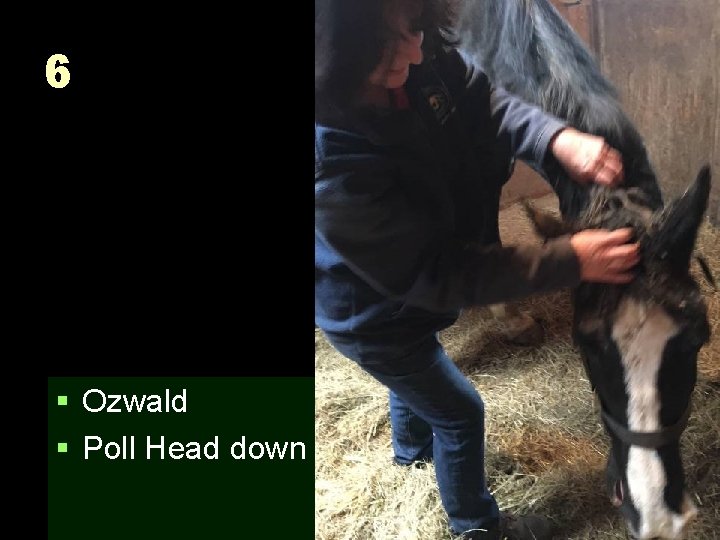 6 § Ozwald § Poll Head down 