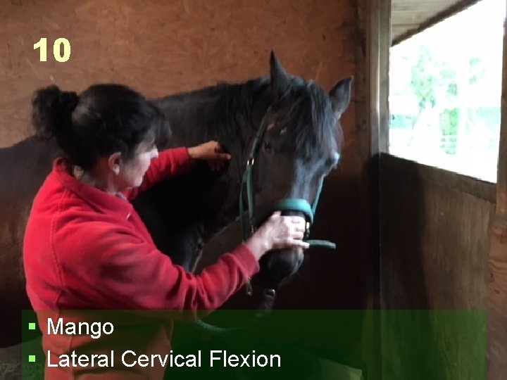 10 § Mango § Lateral Cervical Flexion 