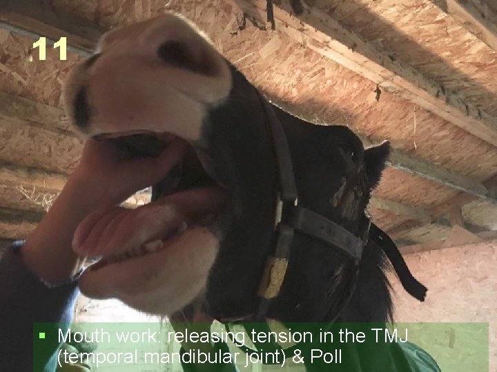 11 § Mouth work: releasing tension in the TMJ (temporal mandibular joint) & Poll