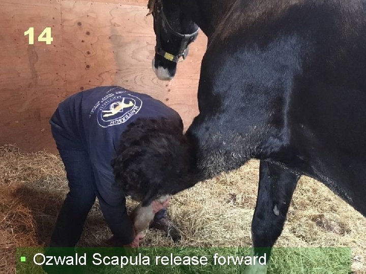 14 § Ozwald Scapula release forward 