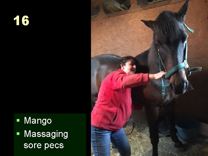 16 § Mango § Massaging sore pecs 
