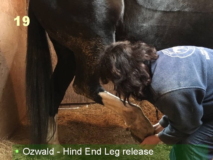 19 § Ozwald - Hind End Leg release 