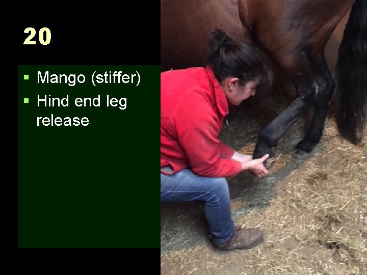 20 § Mango (stiffer) § Hind end leg release 