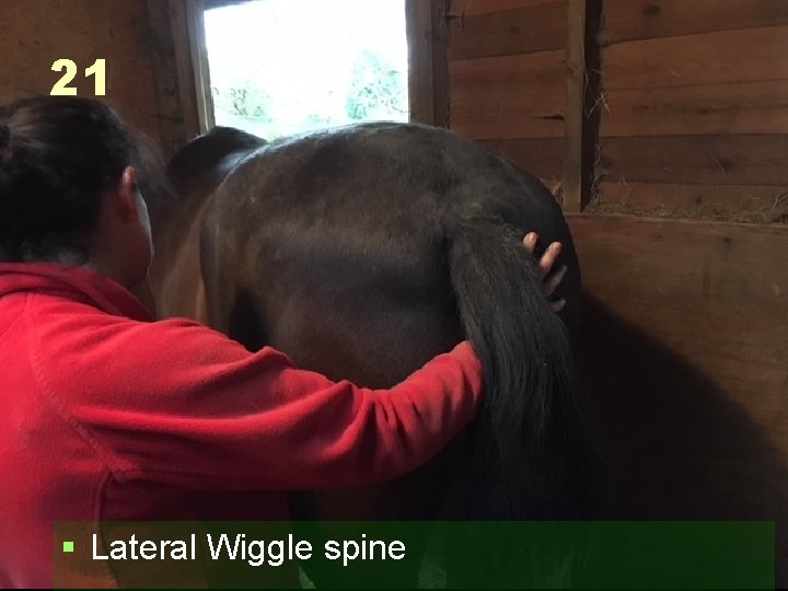 21 § Lateral Wiggle spine 