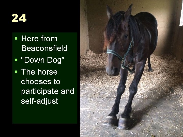24 § Hero from Beaconsfield § “Down Dog” § The horse chooses to participate