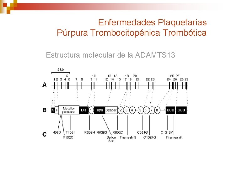 Enfermedades Plaquetarias Púrpura Trombocitopénica Trombótica Estructura molecular de la ADAMTS 13 