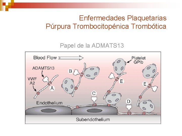 Enfermedades Plaquetarias Púrpura Trombocitopénica Trombótica Papel de la ADMATS 13 