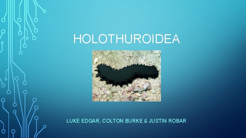 HOLOTHUROIDEA LUKE EDGAR, COLTON BURKE & JUSTIN ROBAR 