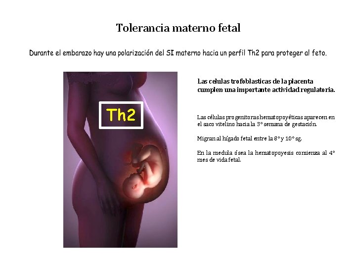 Tolerancia materno fetal Las celulas trofoblasticas de la placenta cumplen una importante actividad regulatoria.