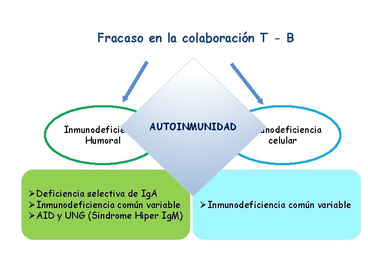 Fracaso en la colaboración T - B Inmunodeficiencia AUTOINMUNIDAD Inmunodeficiencia Humoral celular ØDeficiencia selectiva