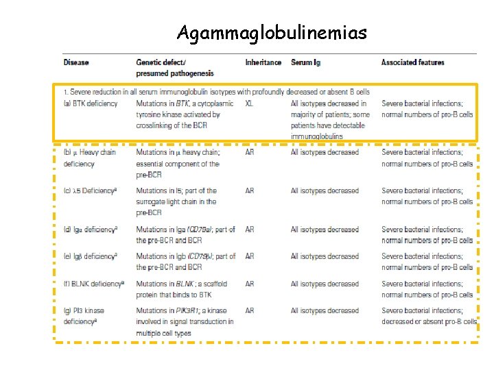 Agammaglobulinemias 