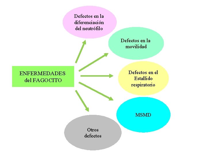 Defectos en la diferenciación del neutrófilo Defectos en la movilidad Defectos en el Estallido