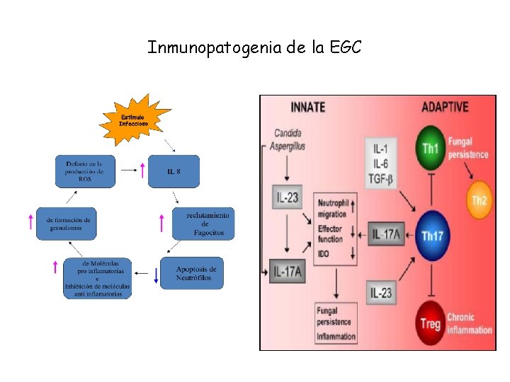 Inmunopatogenia de la EGC 