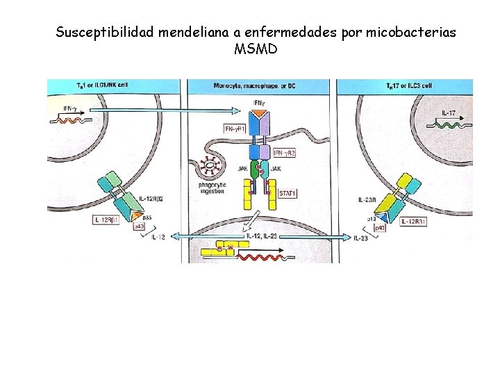 Susceptibilidad mendeliana a enfermedades por micobacterias MSMD 